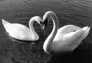 Swan_Love